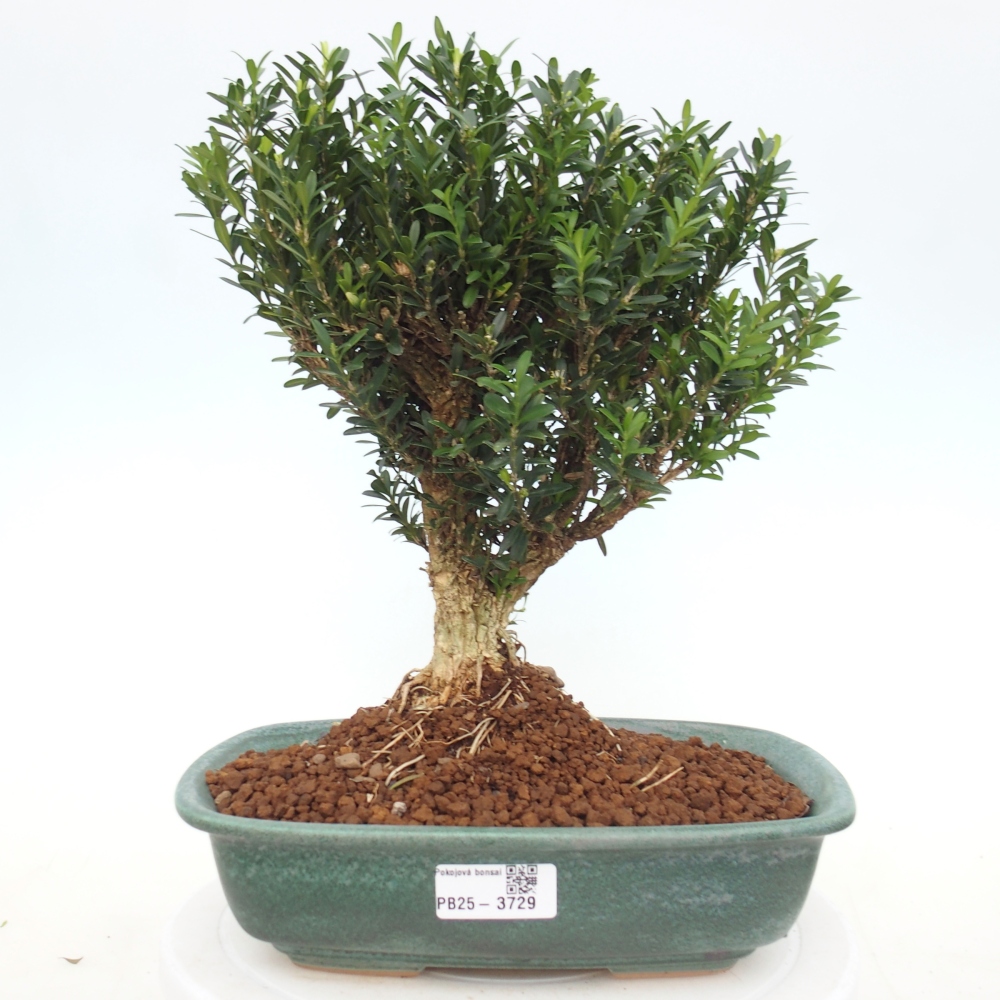 Zimmer Bonsai - Buxus harlandii - Korkbuxus