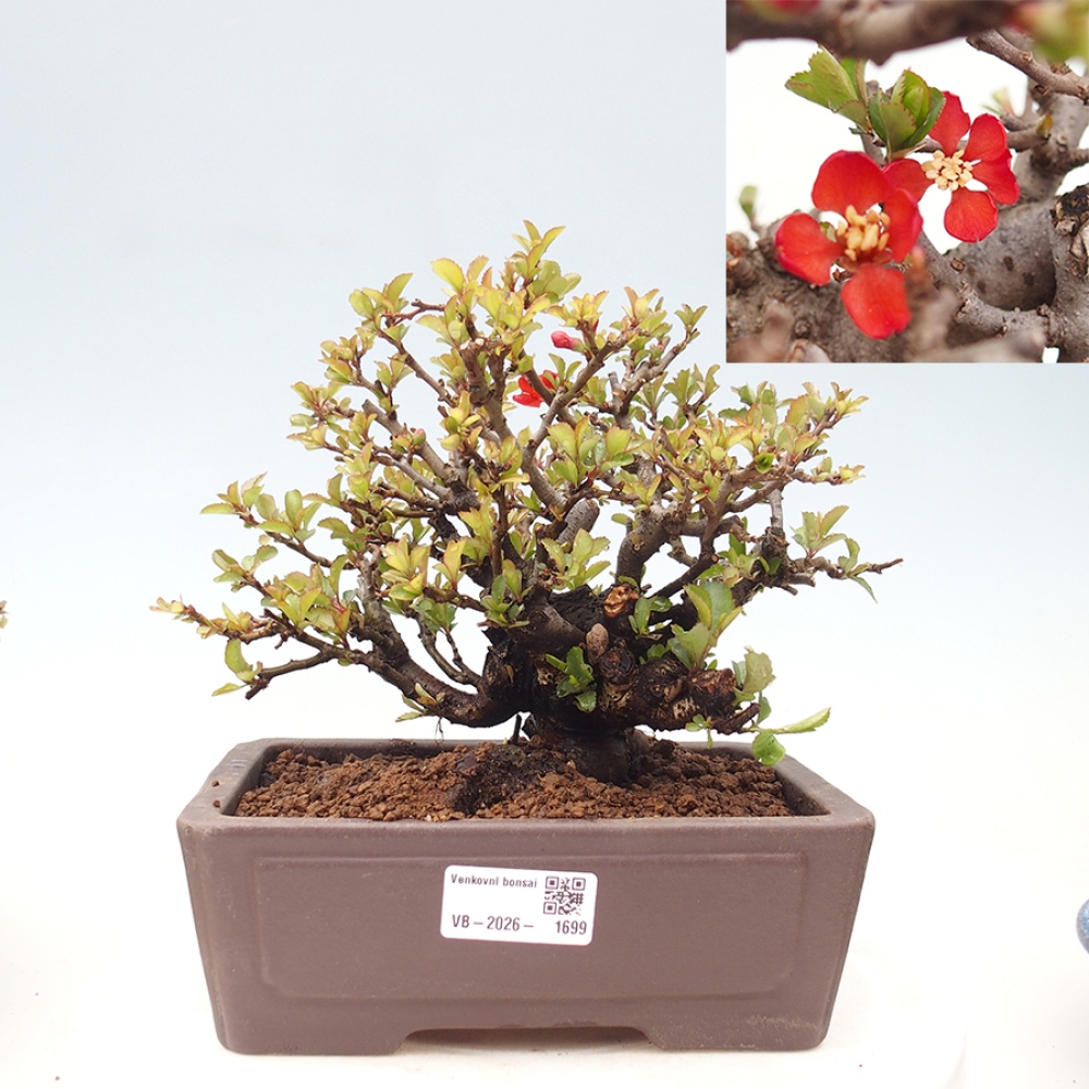 Bonsai für draußen - Chaneomeles speciosa - Quitte