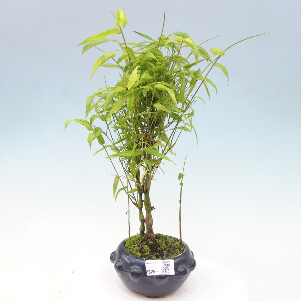 Zimmer Bonsai - Bambus budha-Bambus budha bauch