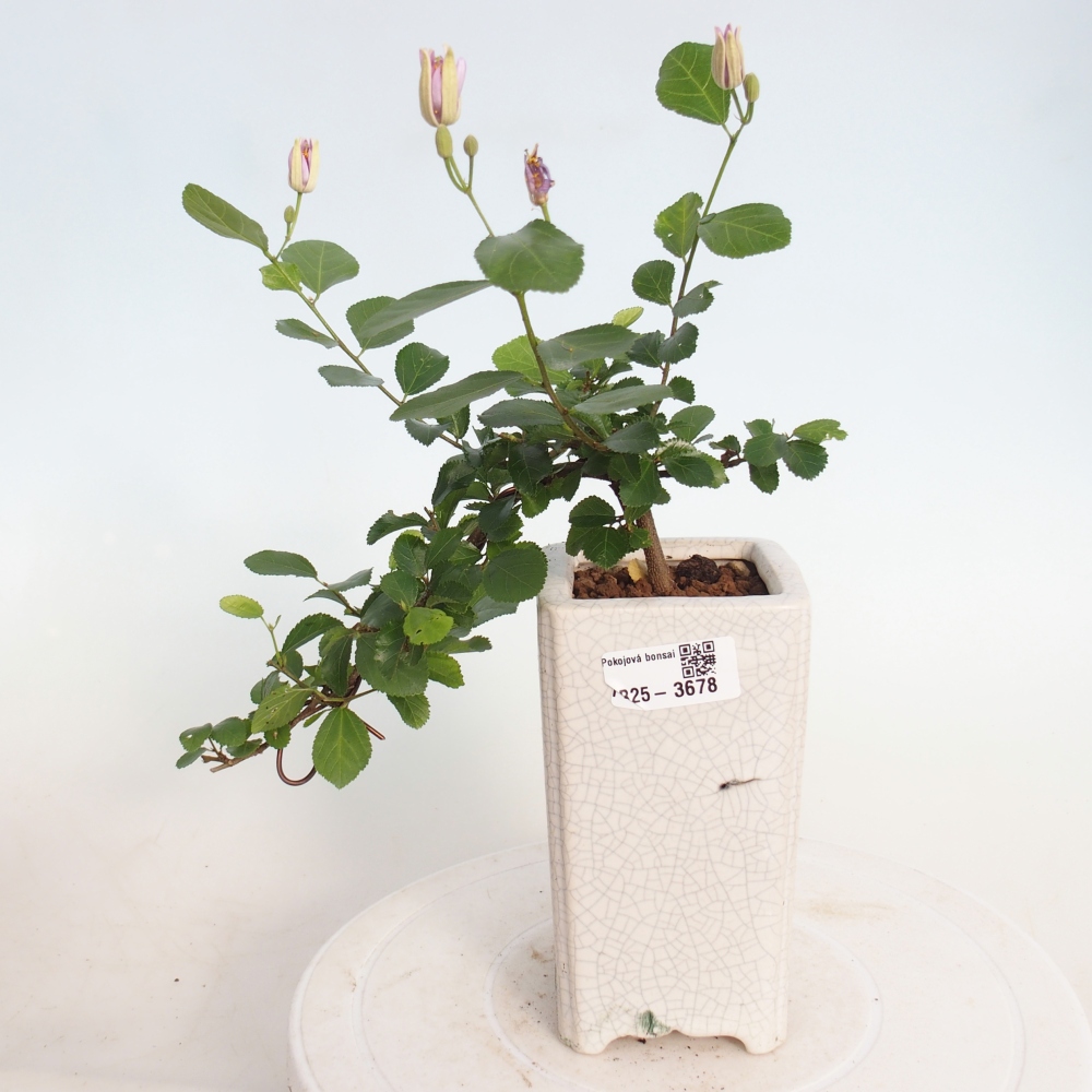 Zimmerbonsai - Grewia occidentalis - Lavendel Seestern