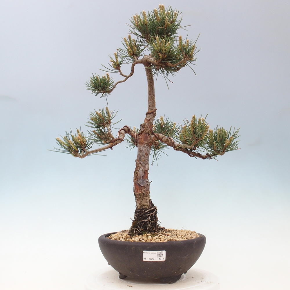 Bonsai für draußen - Pinus Sylvestris Watererri - Waldkiefer