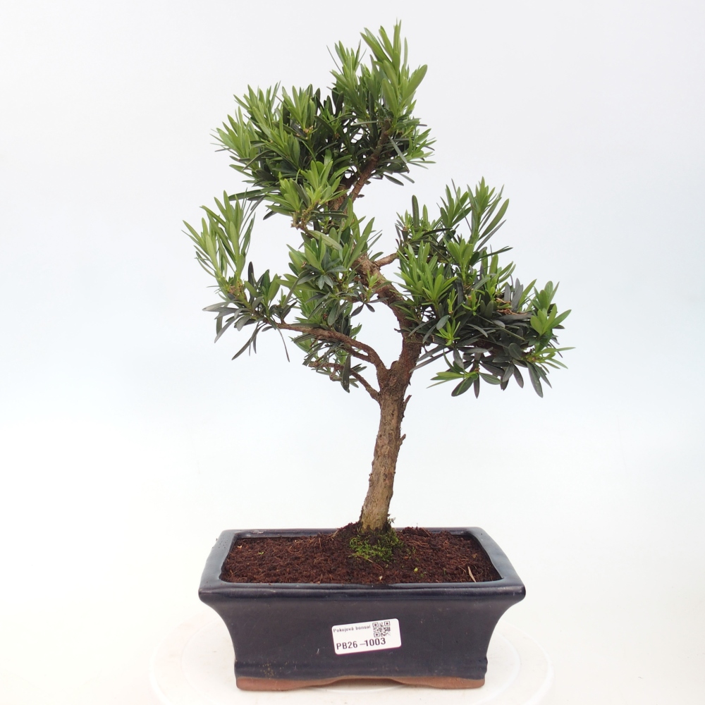 Zimmerbonsai - Podocarpus - Stein-Eibe
