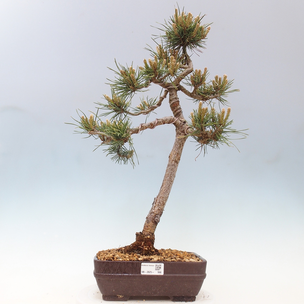 Bonsai für draußen - Pinus Sylvestris Watererri - Waldkiefer