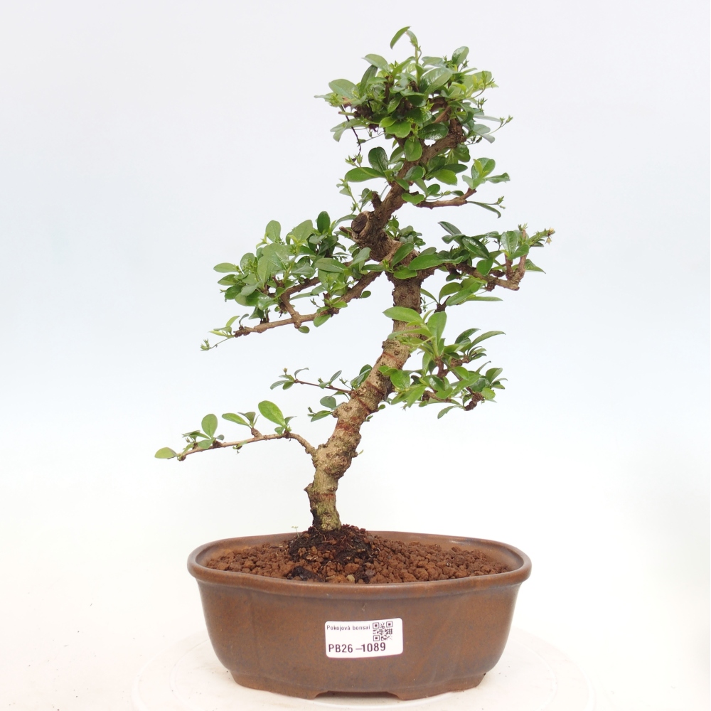 Zimmer-Bonsai - Carmona macrophylla - Tee-Fuki