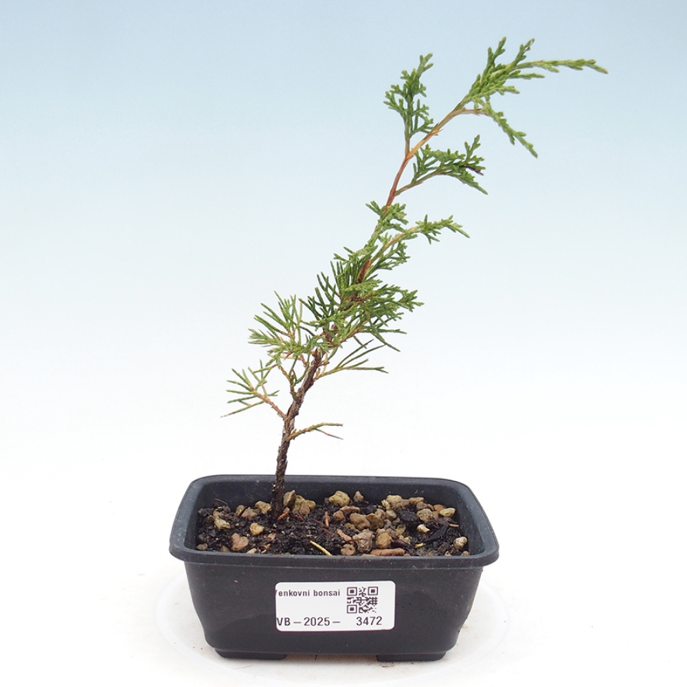 Bonsai für draußen - Juniperus chinensis Itoigawa