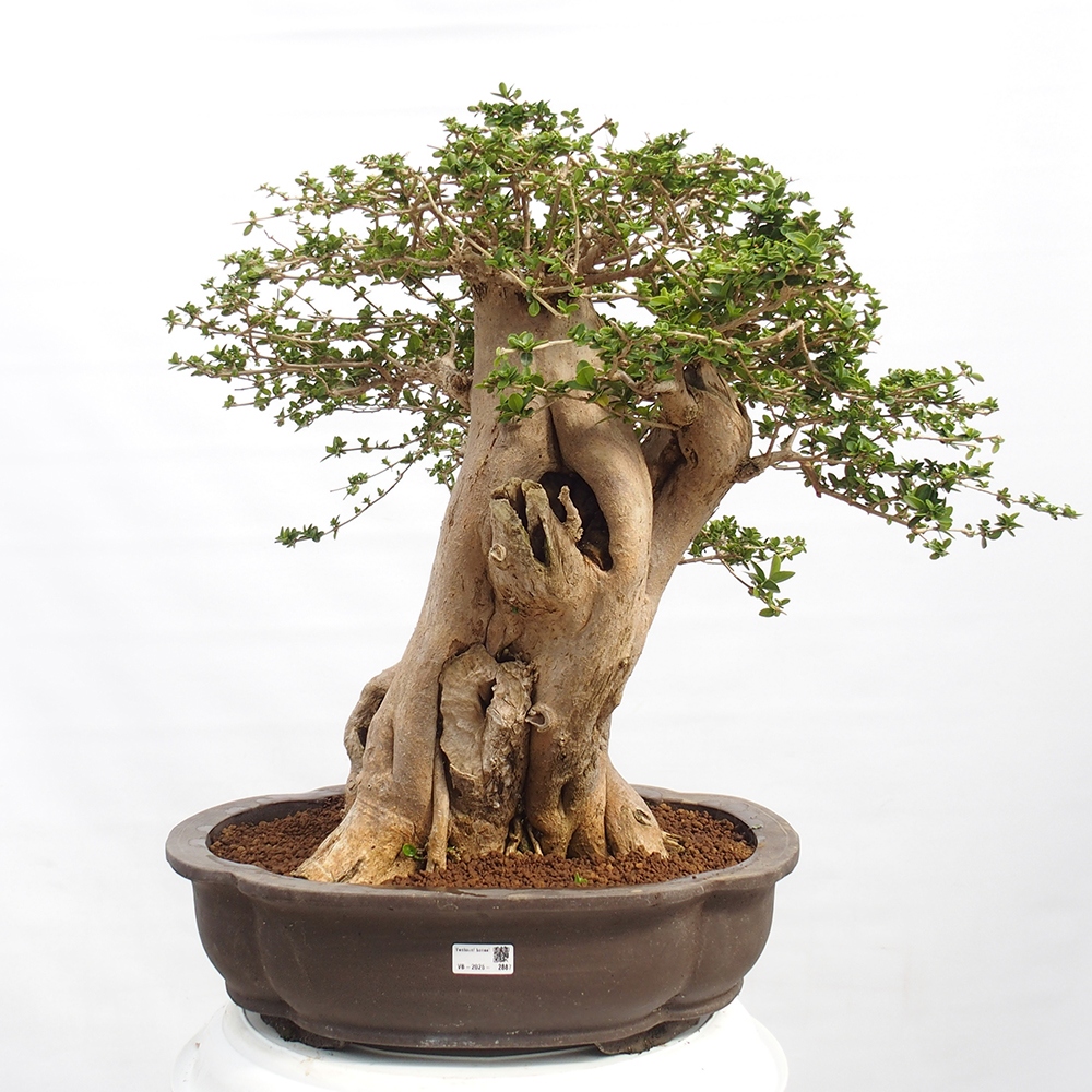 Zimmerbonsai - Premna serratifolia - Kozlovna malolista