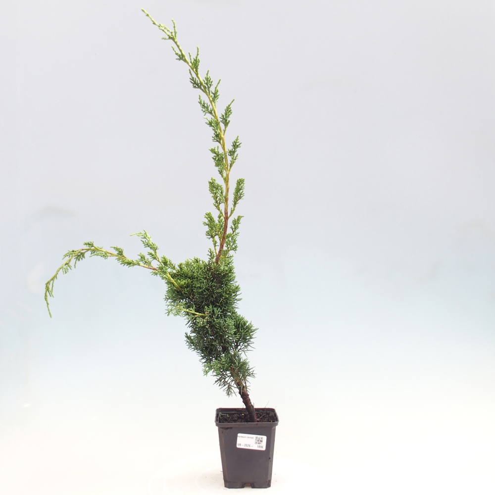 Bonsai für draußen - Juniperus chinensis Kishu