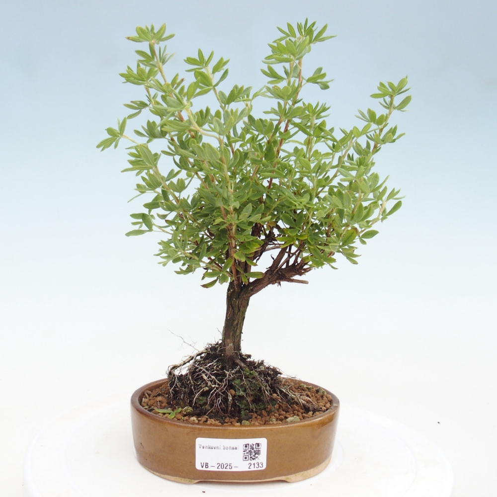 Bonsai für draußen - Potentila fruticosa gelber Vogel