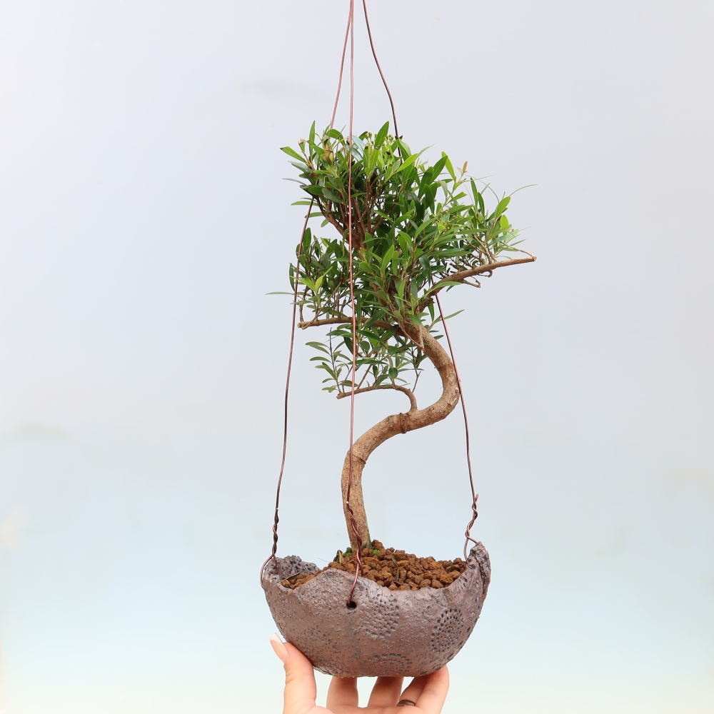 Kokedama in Keramik -Syzygium - Pimentbaum