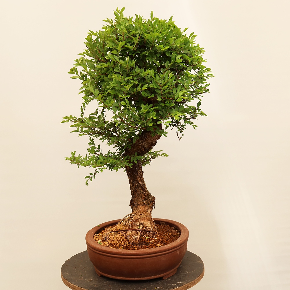 Bonsai für draußen - Zelkova - Zelkova NIRE