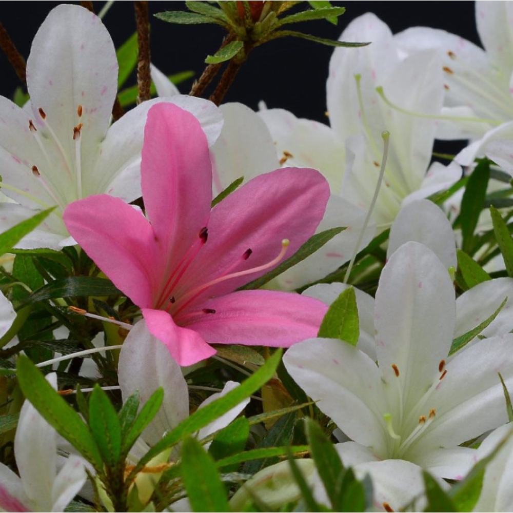 Bonsai für draußen - Japanische Azalee - Azalea Hakurin