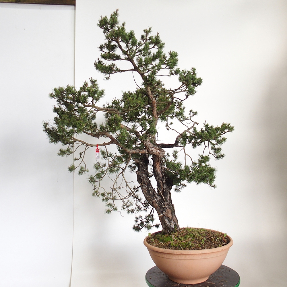 Yamadori - Pinus sylvestris Spanien