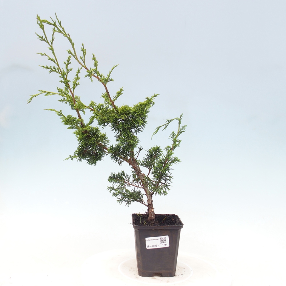 Bonsai für draußen - Juniperus chinensis Itoigawa