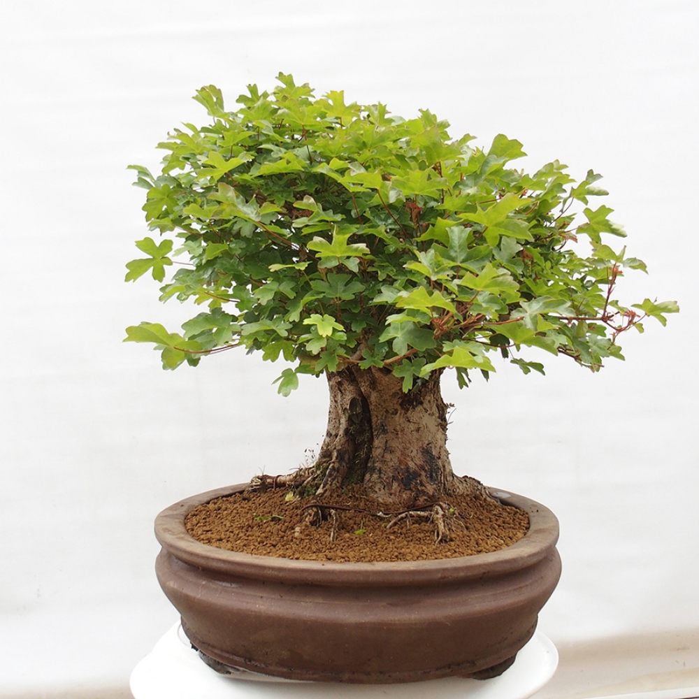 Bonsai für draußen - Acer Campestre - Ahorn babyka