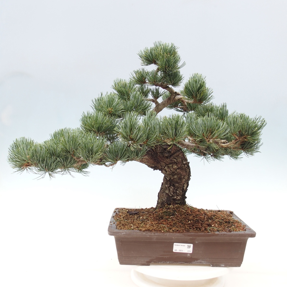 Bonsai für draußen - Pinus parviflora - Pinus parviflora