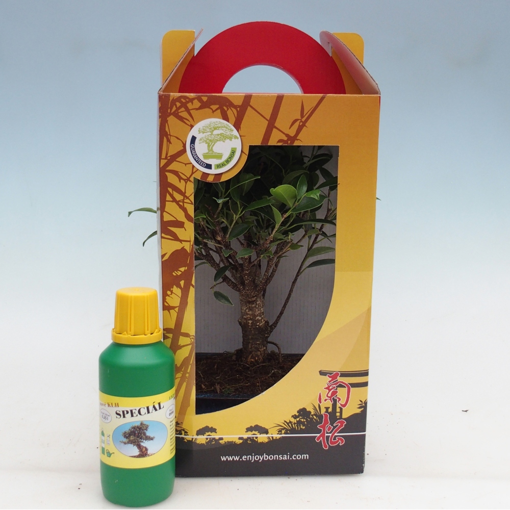 Zimmerbonsai im Geschenkkarton Ficus retusa - Kleinblättriger Ficus