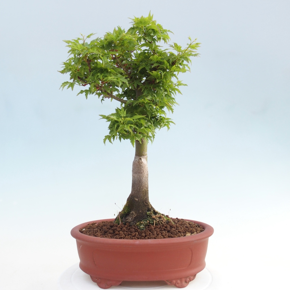 Bonsai für draußen -Javor-Palme Acer palmatum Shishigashira