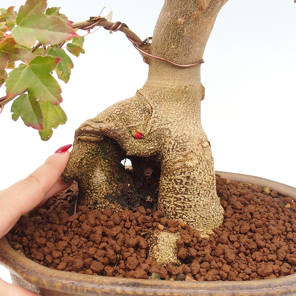 Bonsai für draußen - Acer Buergerianum - Bergahorn
