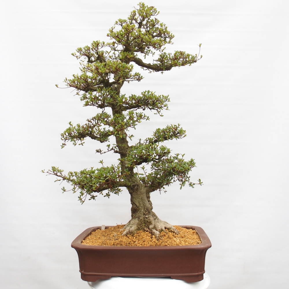 Bonsai für draußen - Japanische Azalee - Azalee Tochizumi