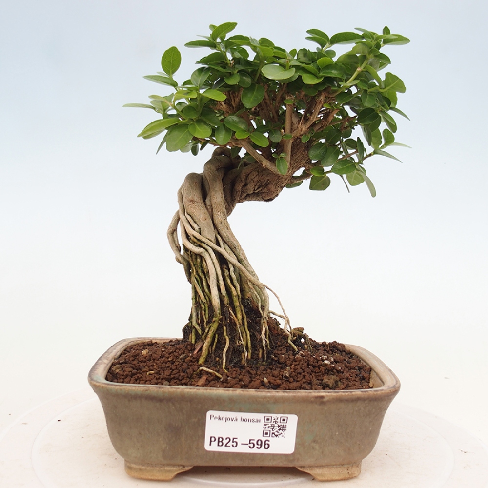 Zimmerbonsai - Premna serratifolia - Kozlovna malolista
