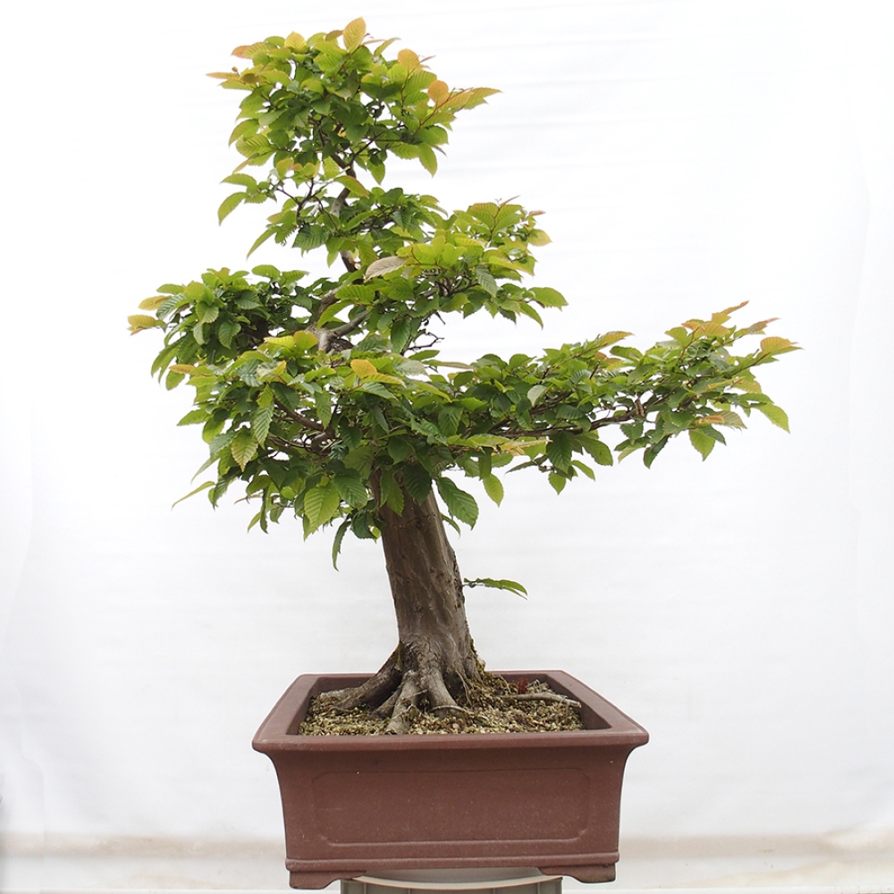 Bonsai für draußen - Hainbuche - Carpinus betulus