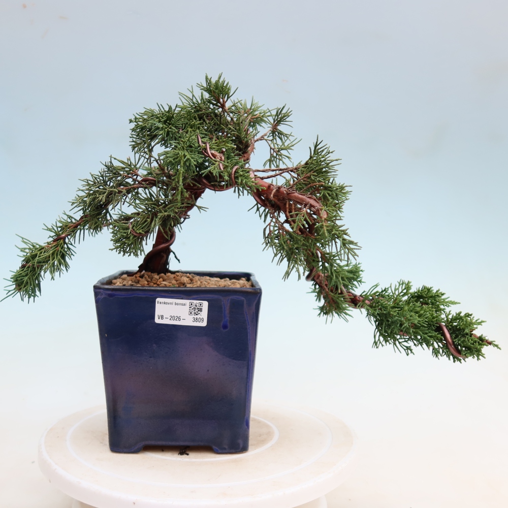 Bonsai für draußen - Juniperus chinensis Kishu
