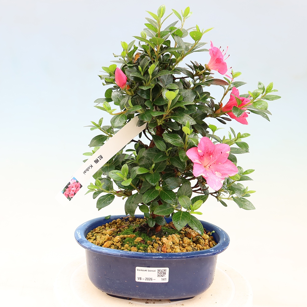Bonsai für draußen - Japanische Azalee - Azalea Kobai