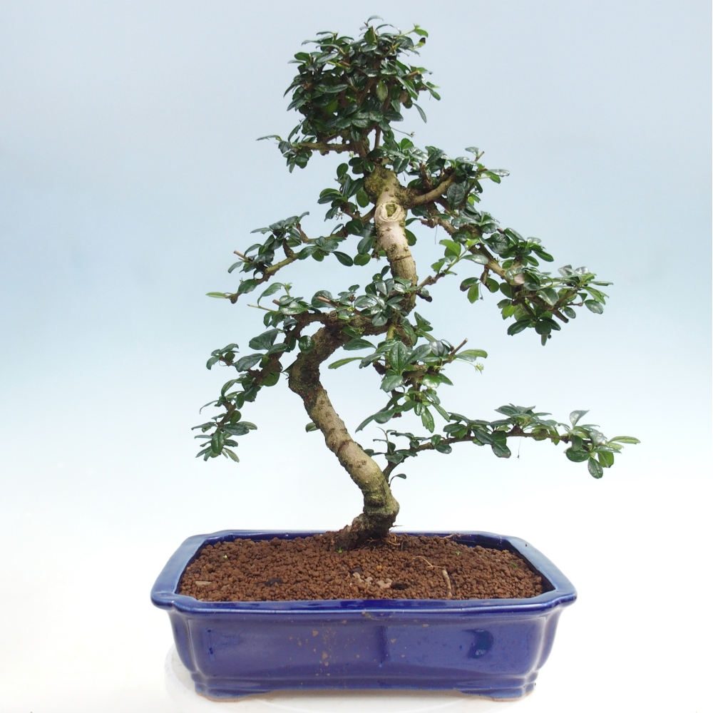 Zimmer-Bonsai - Carmona macrophylla - Tee-Fuki