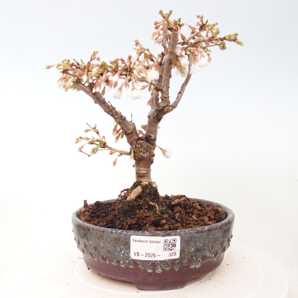 Bonsai für draußen - Prunus incisa Kojou-no mai-Plivon ausgeschnitten