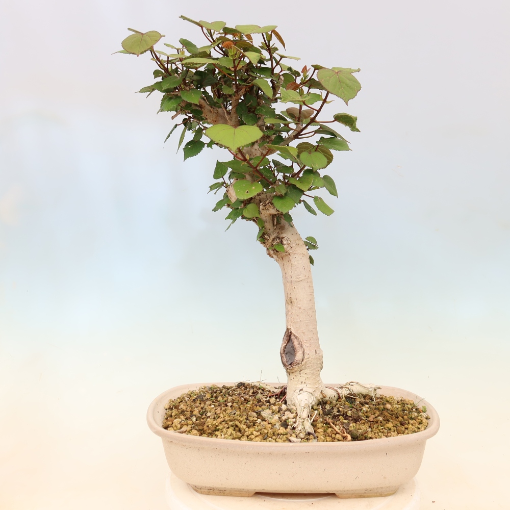 Zimmerbonsai - Hibiscus tiliaceus - Meeres-Hibiskus