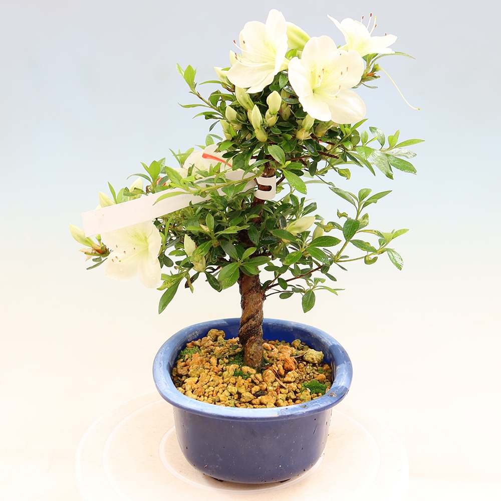 Bonsai für draußen - Japanische Azalee - Azalee Asahi-no-izumi