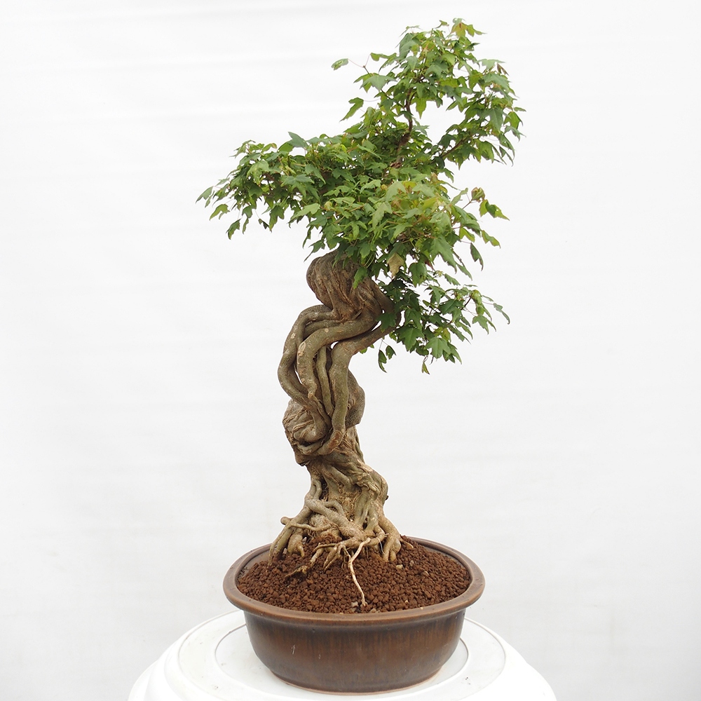Bonsai für draußen - Acer Buergerianum - Bergahorn