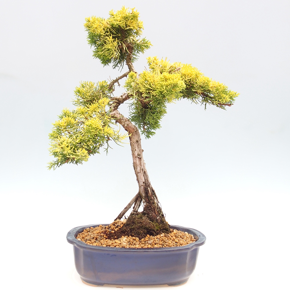 Bonsai für draußen - Juniperus chinensis plumosa aurea
