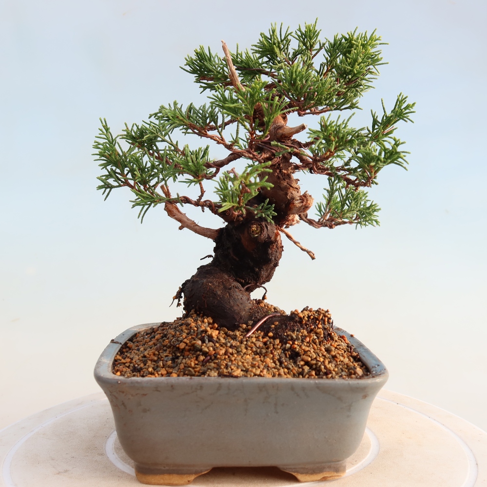 Bonsai für draußen - Juniperus chinensis Itoigawa