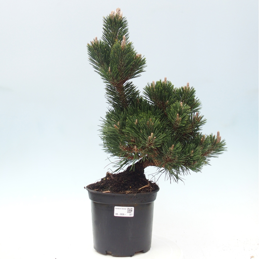 Bonsai für draußen - Pinus thunbergii senjyumaru - Thunberg-Kiefer