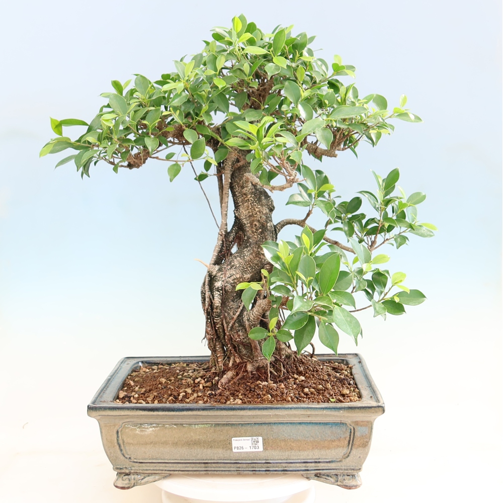 Zimmerbonsai - Ficus kimmen - Kleinblättriger Ficus