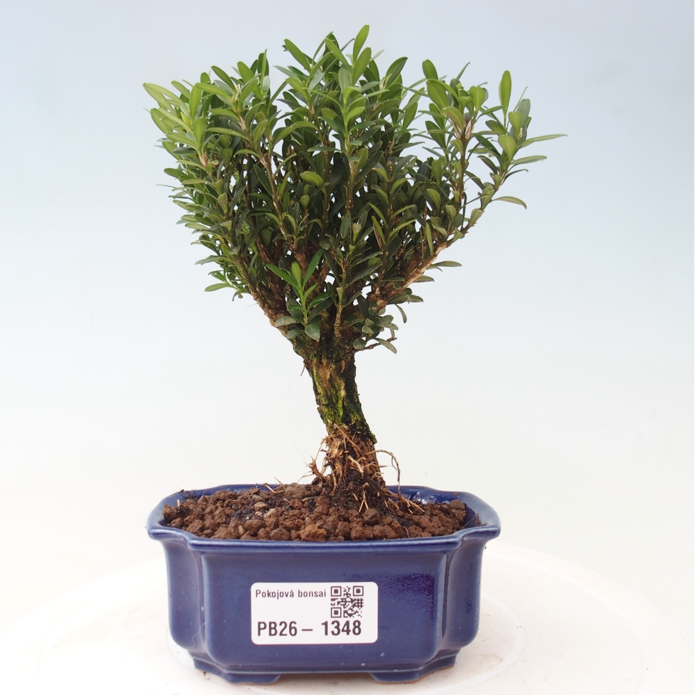 Zimmer Bonsai - Buxus harlandii - Korkbuxus