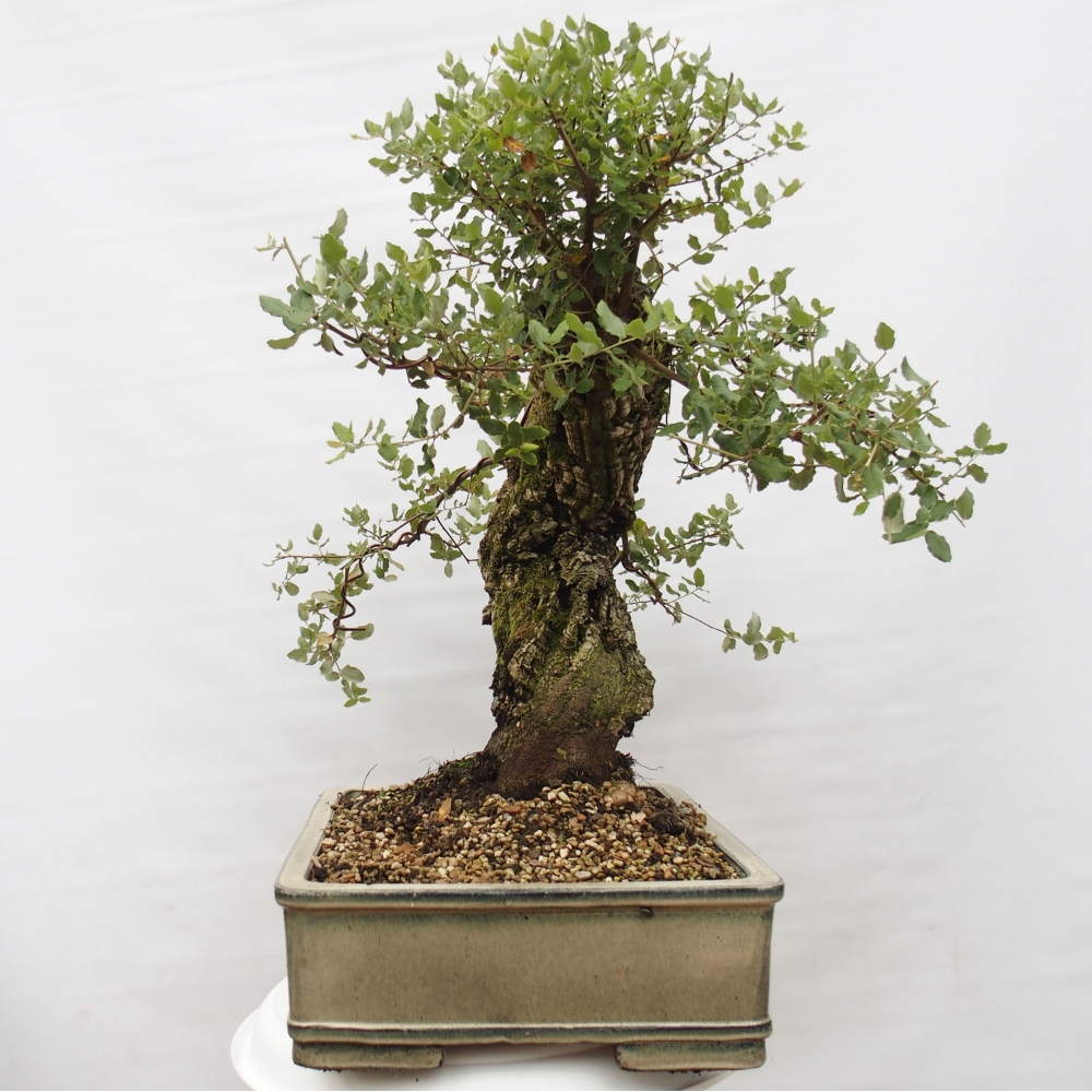Freiland Bonsai Quercus suber - Korkeiche