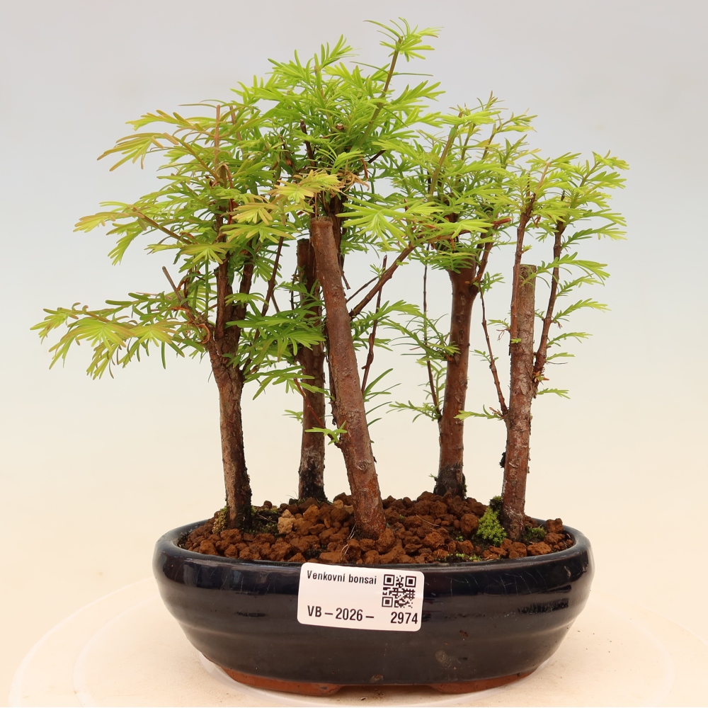 Bonsai für den Außenbereich – Metasequoia glyptostroboides – Chinesische Metasequoia – Wäldchen