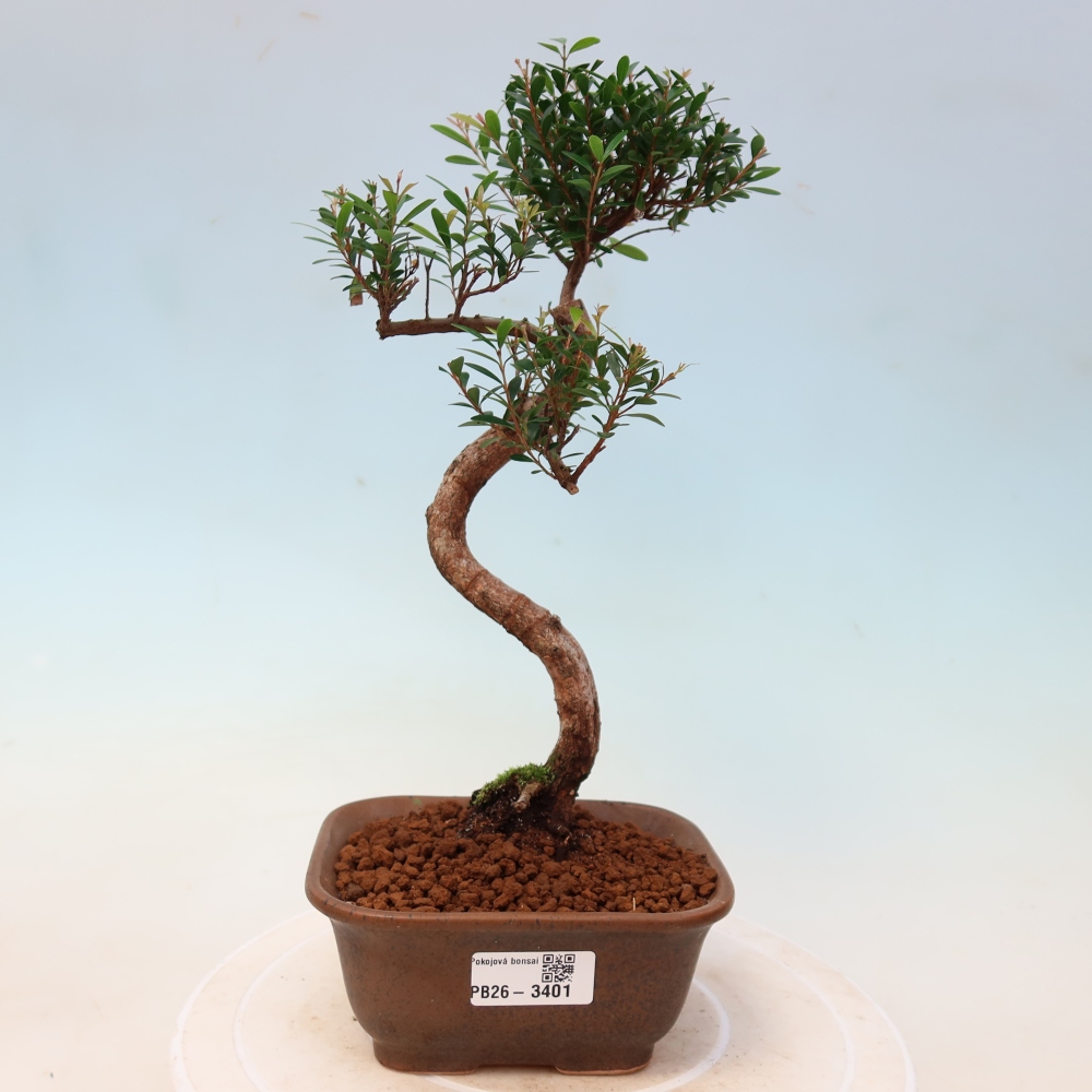 Zimmer Bonsai - Syzygium - Piment