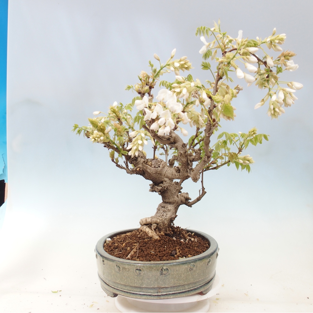 Bonsai für draußen - Vistaria - Glyzinie