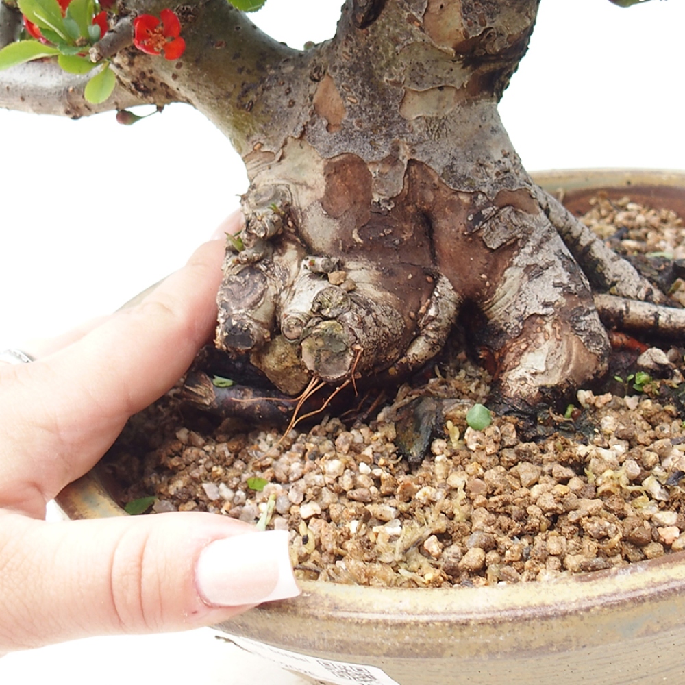Bonsai für draußen - Chaneomeles speciosa - Quitte