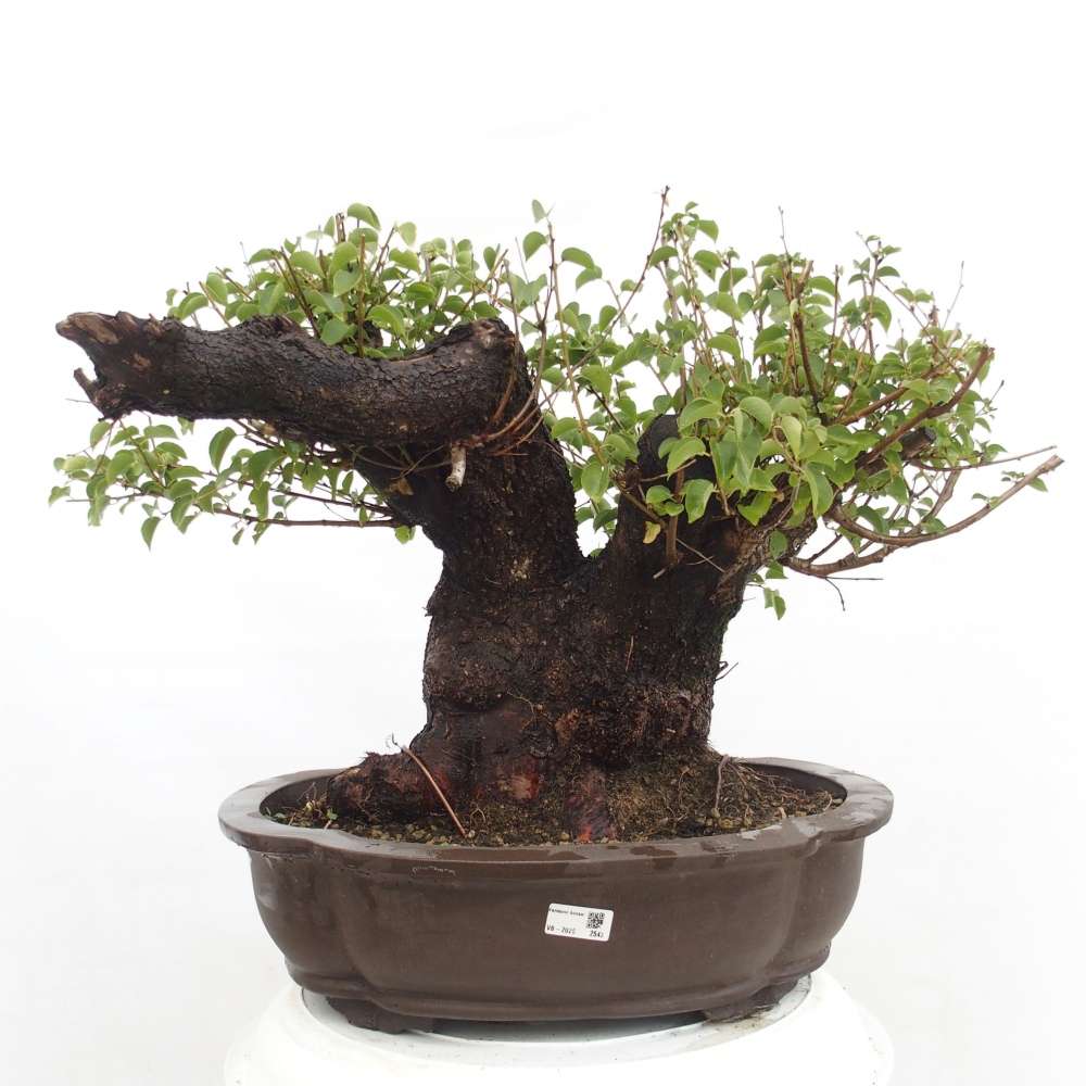 Bonsai für draußen - Mahalebka - Prunus mahaleb