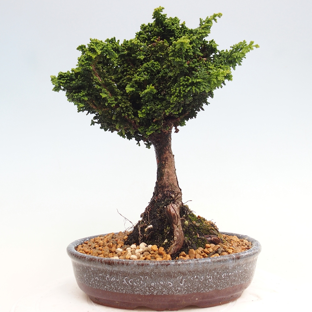 Bonsai für draußen - Cham. obtusa SEKKA HINOKI - Zypresse