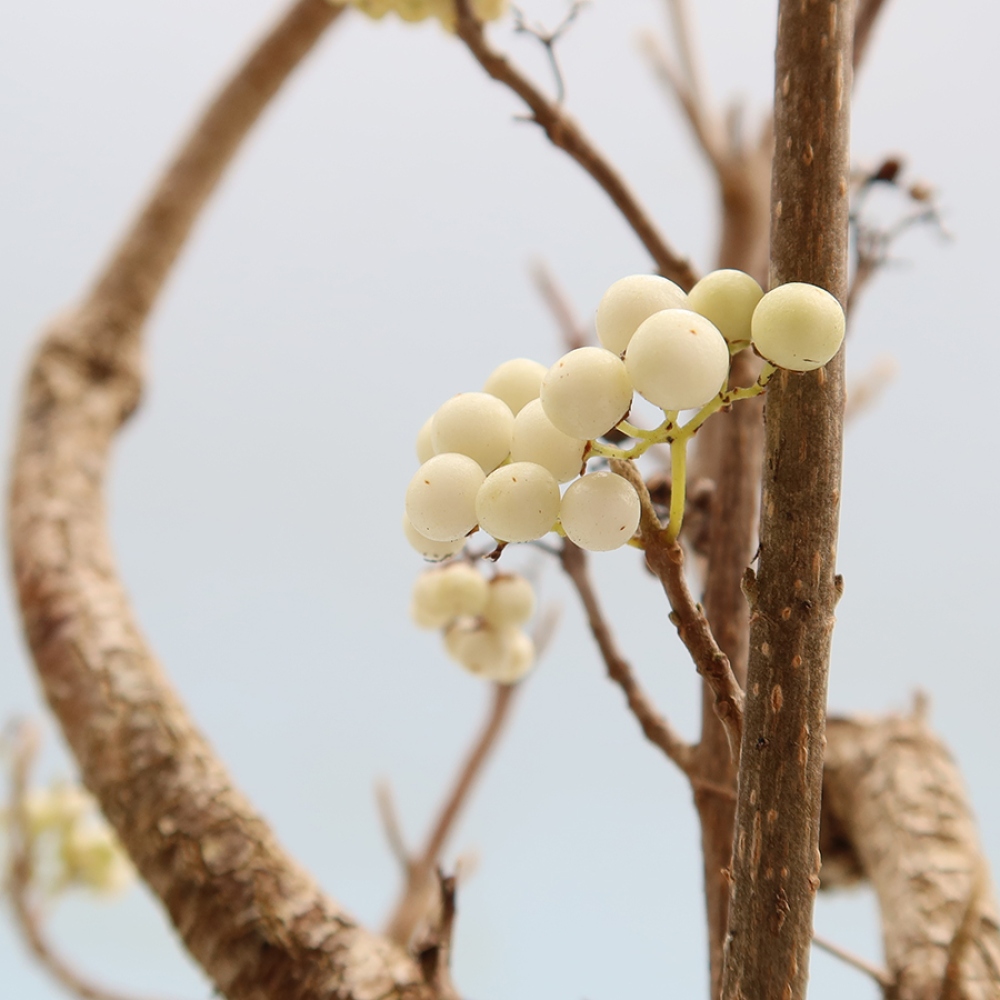 Bonsai für den Außenbereich – Callicarpa bodinieri „Snowqueen“ – Schönfrucht