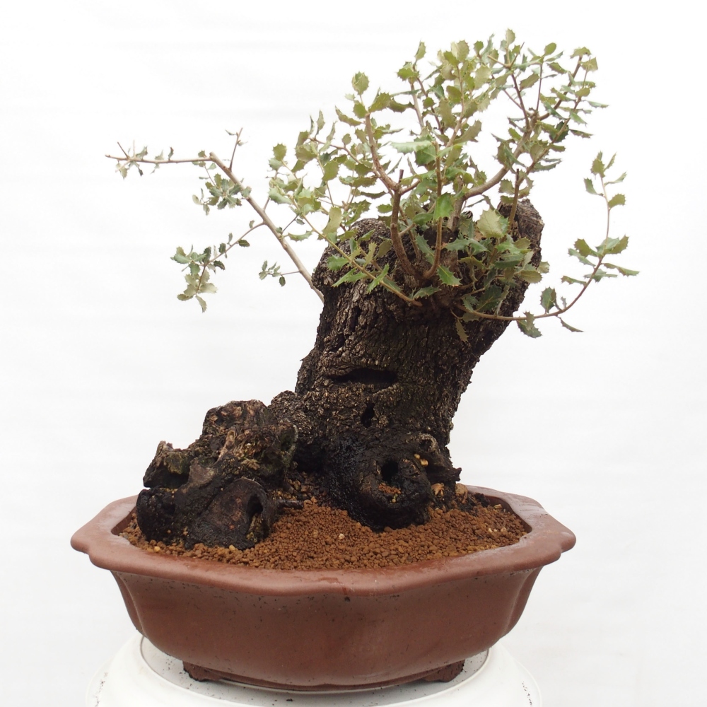 Yamadori - Quercus Ilex - Eichenstechpalme