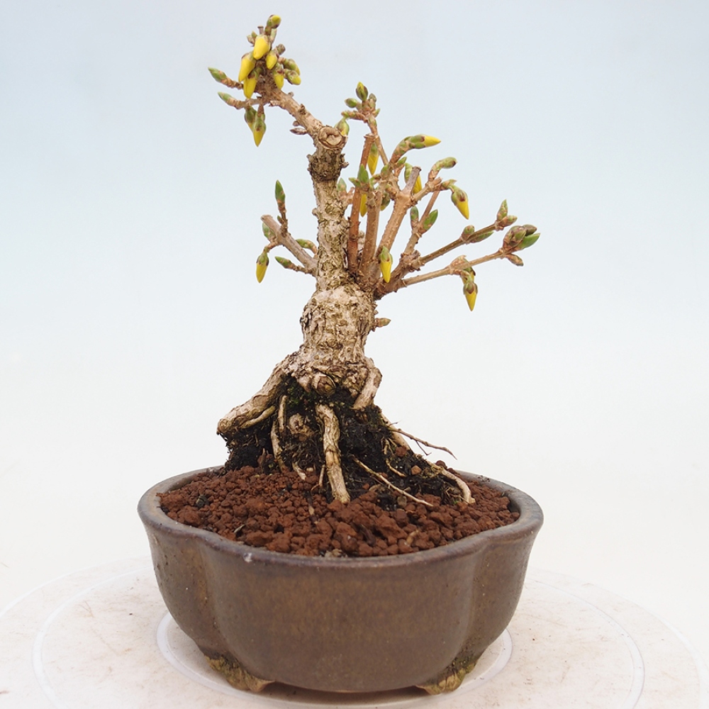 Bonsai für draußen - Zlatice - Forsythia intermedia