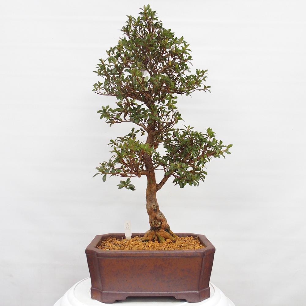 Bonsai für draußen - Japanische Azalee - Azalee Hanatsuzuri