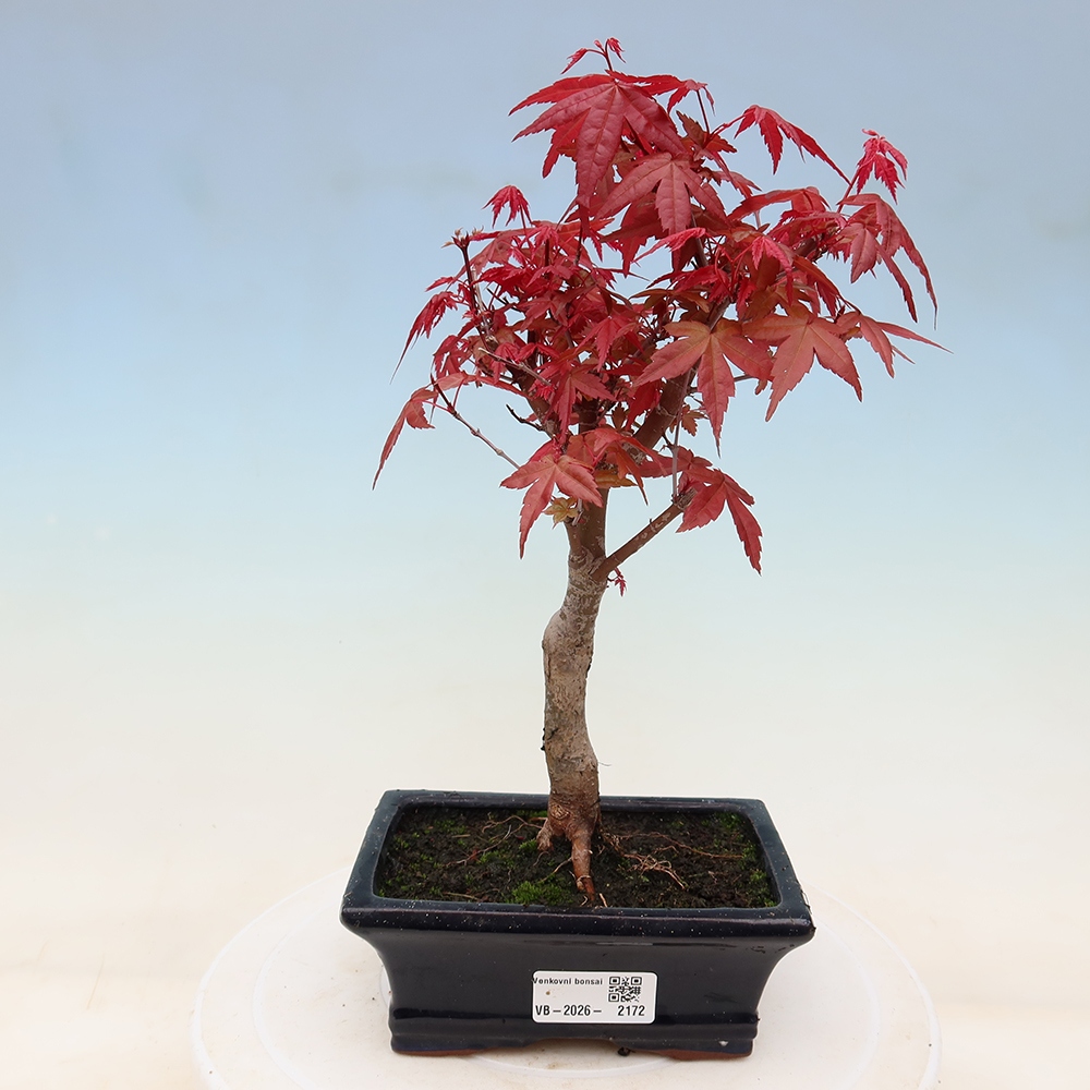 Bonsai für draußen - Acer palmatum DESHOJO