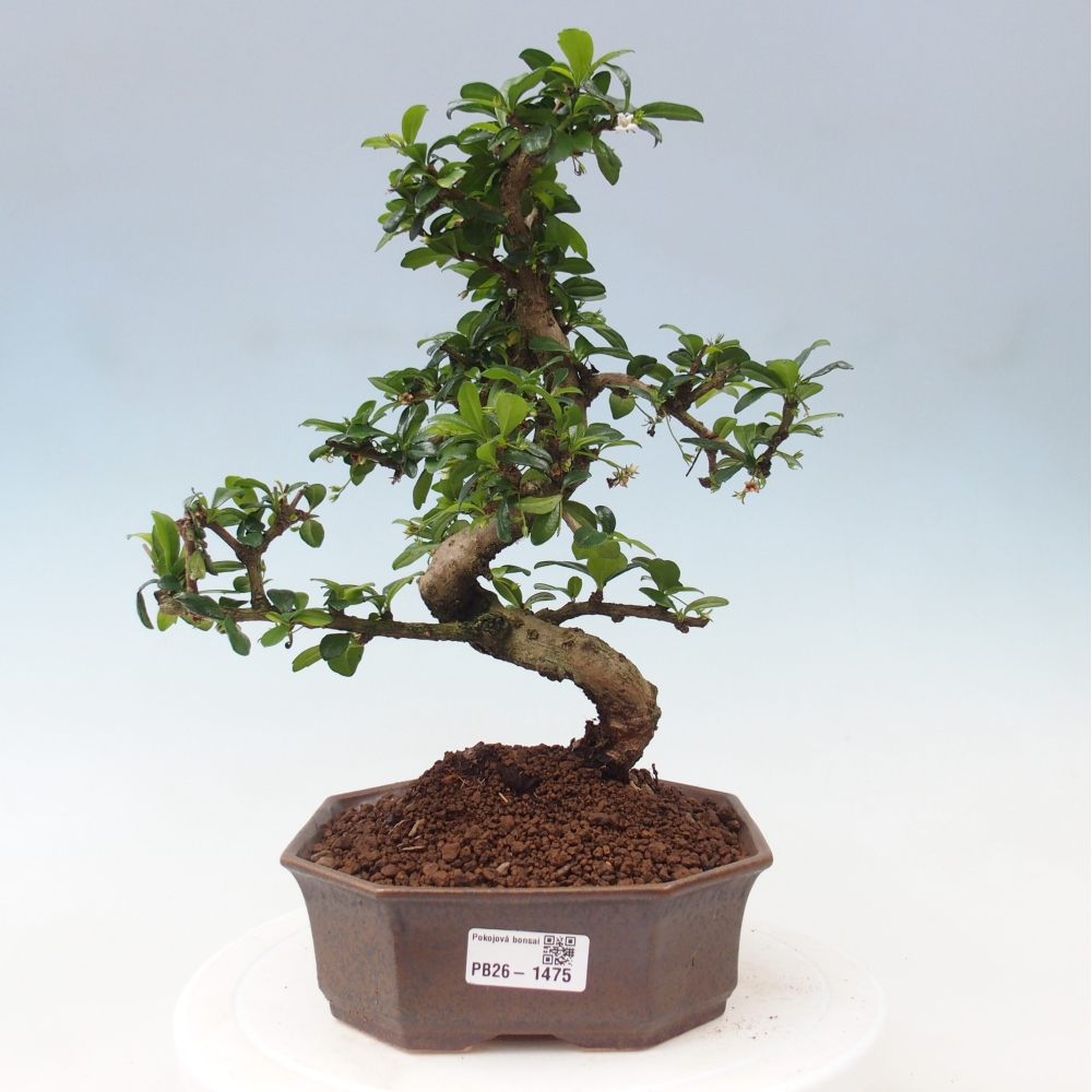 Zimmer-Bonsai - Carmona macrophylla - Tee-Fuki